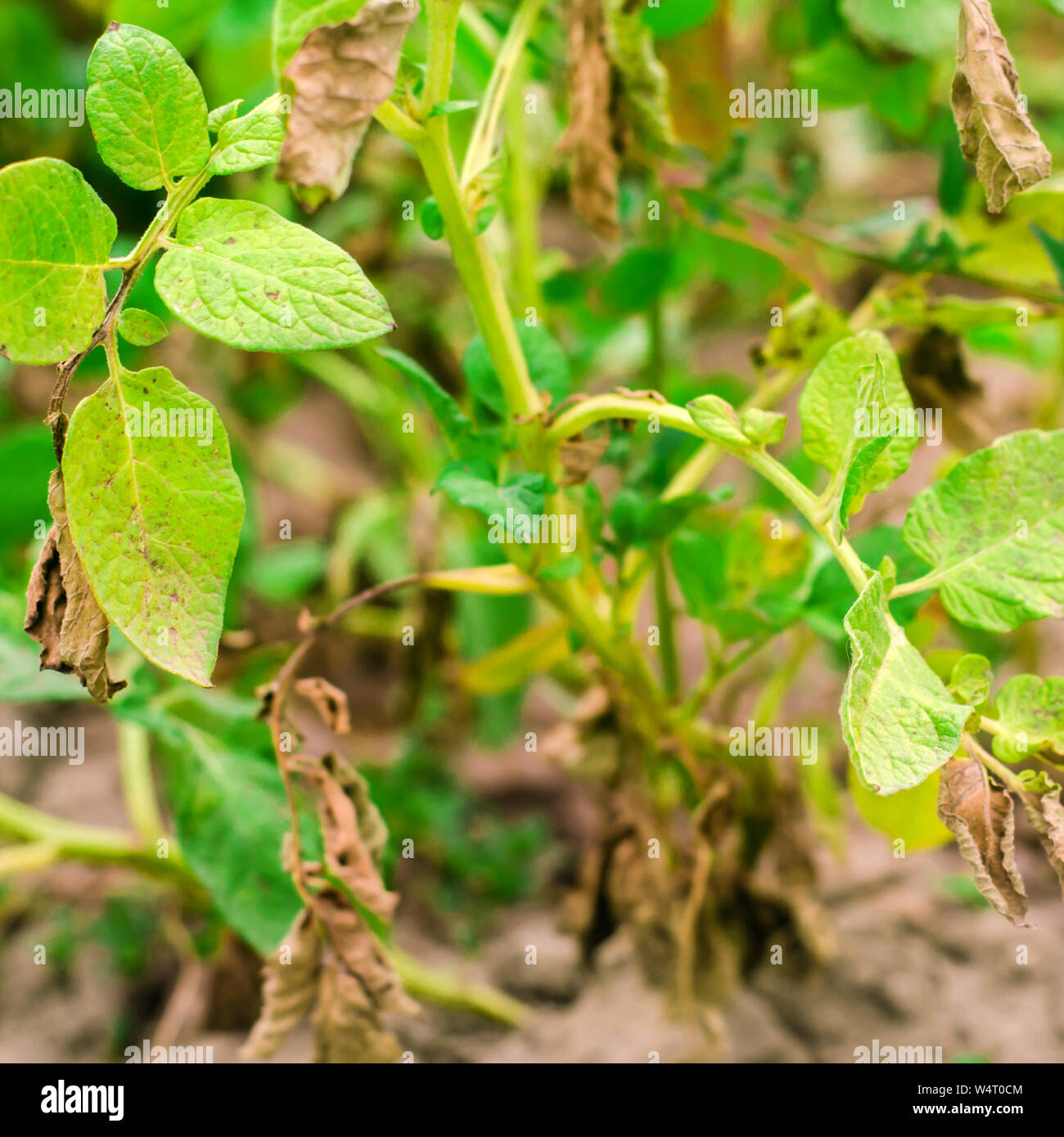 Leaves Of Potato With Diseases. Plant Of Potato Stricken Phytophthora (Phytophthora Infestans) In the field. Close Up. vegetables. farm agriculture. c Stock Photo