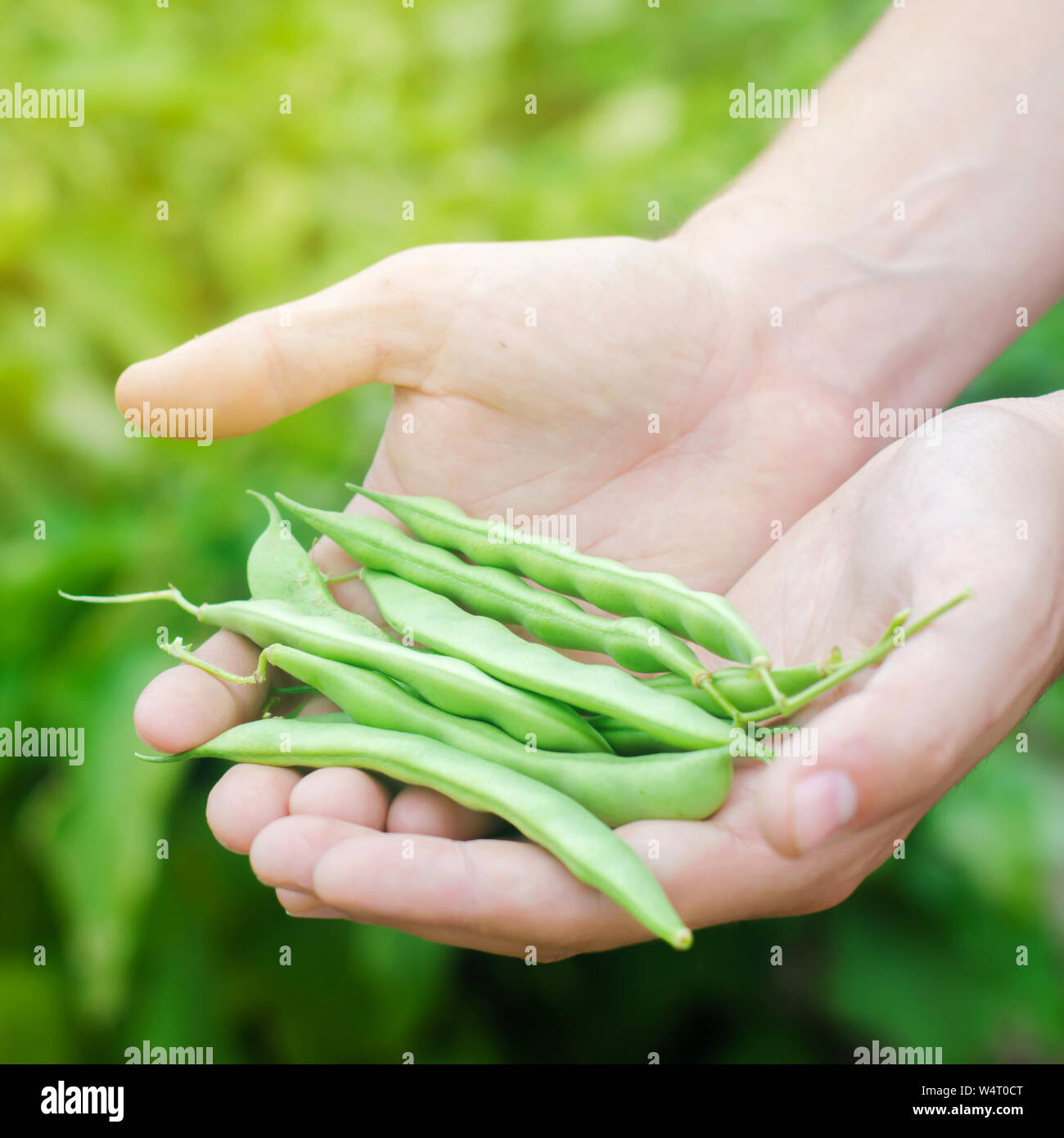 farmer holds fresh beans in hands. french bean. harvest on the field