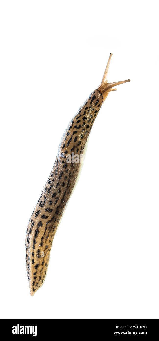 tiger slug (Limax maximus) alive isolated on white background - left to right Stock Photo