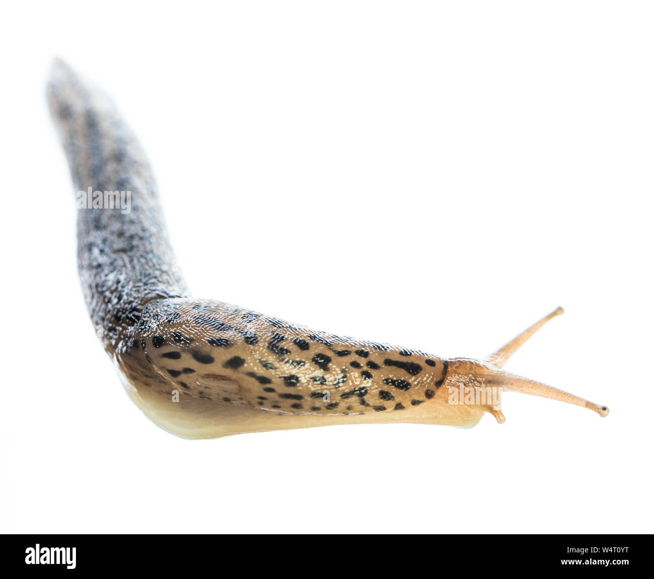 leopard slug (Limax maximus) alive isolated on white background crawls around a corner Stock Photo