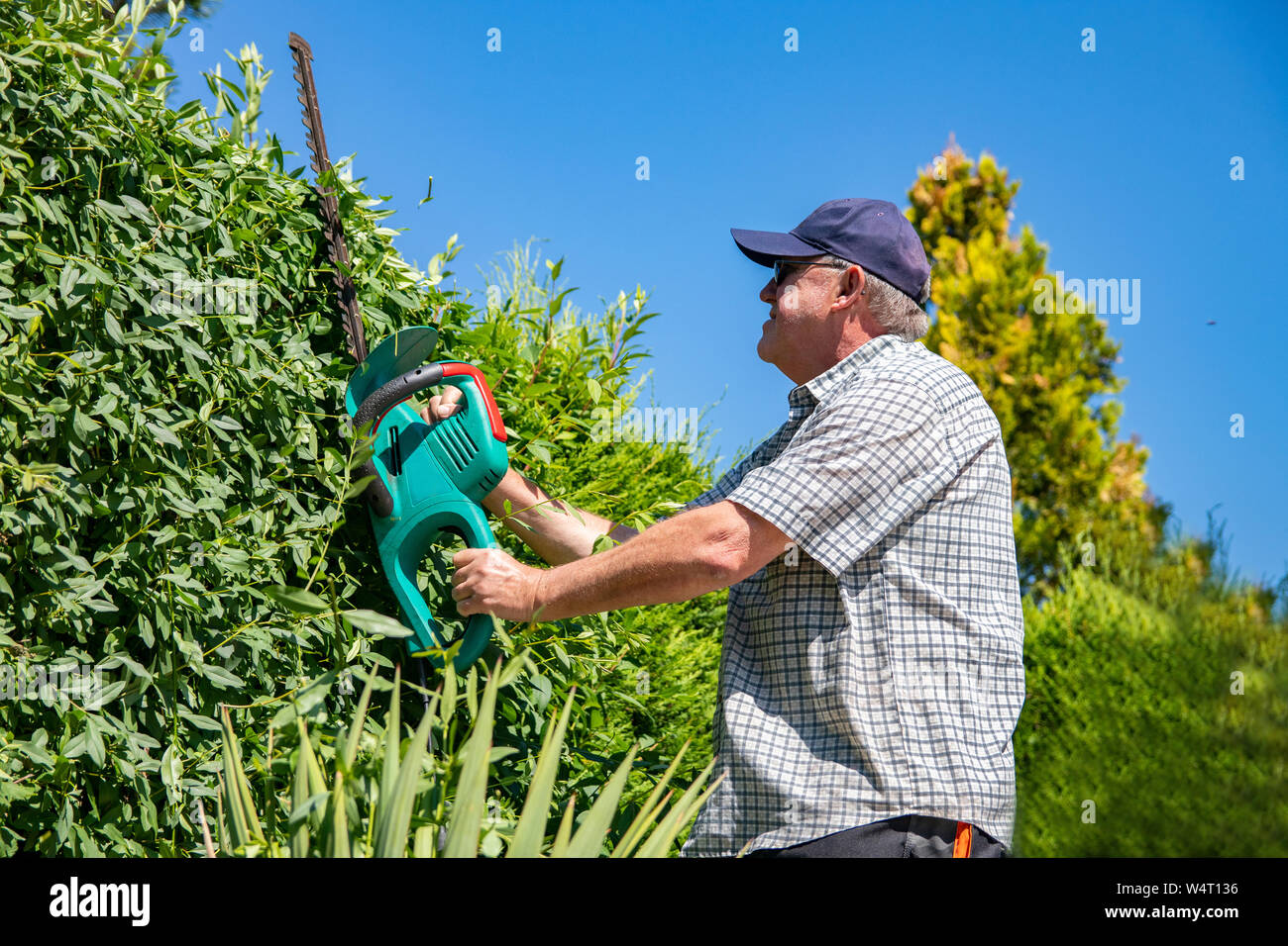 Electric gardening tools. A professional gardener cuts a hedge with an