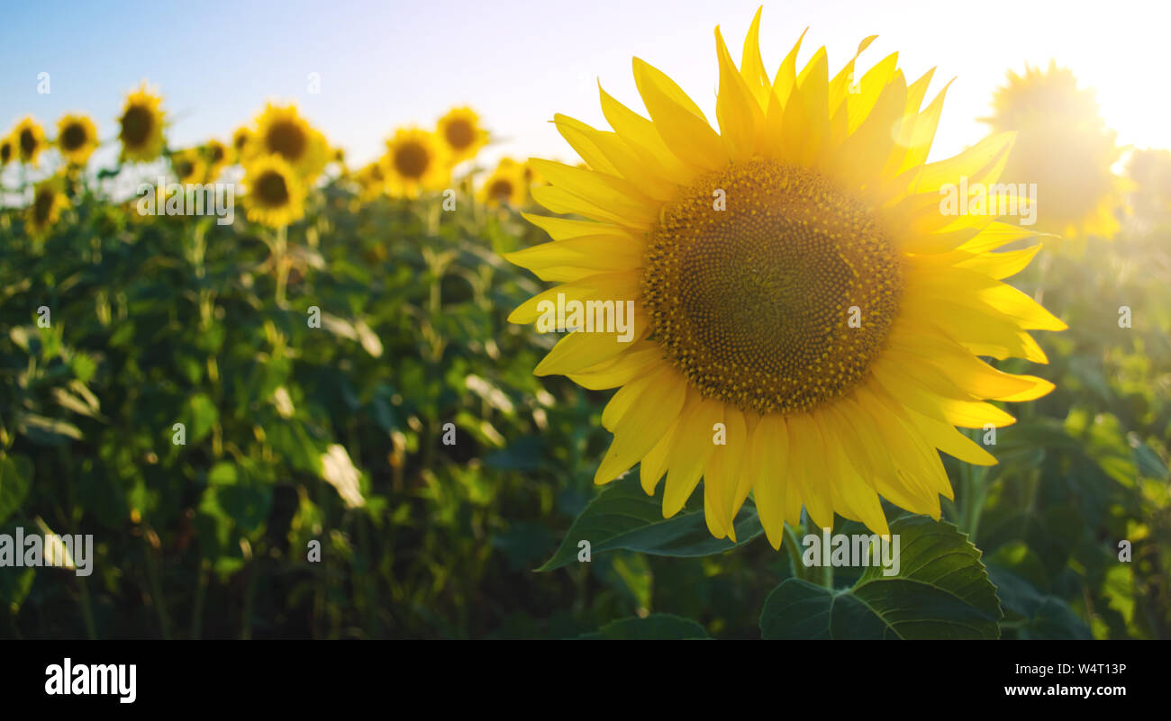 Beautiful young sunflower growing in a field at sunset. Agriculture and