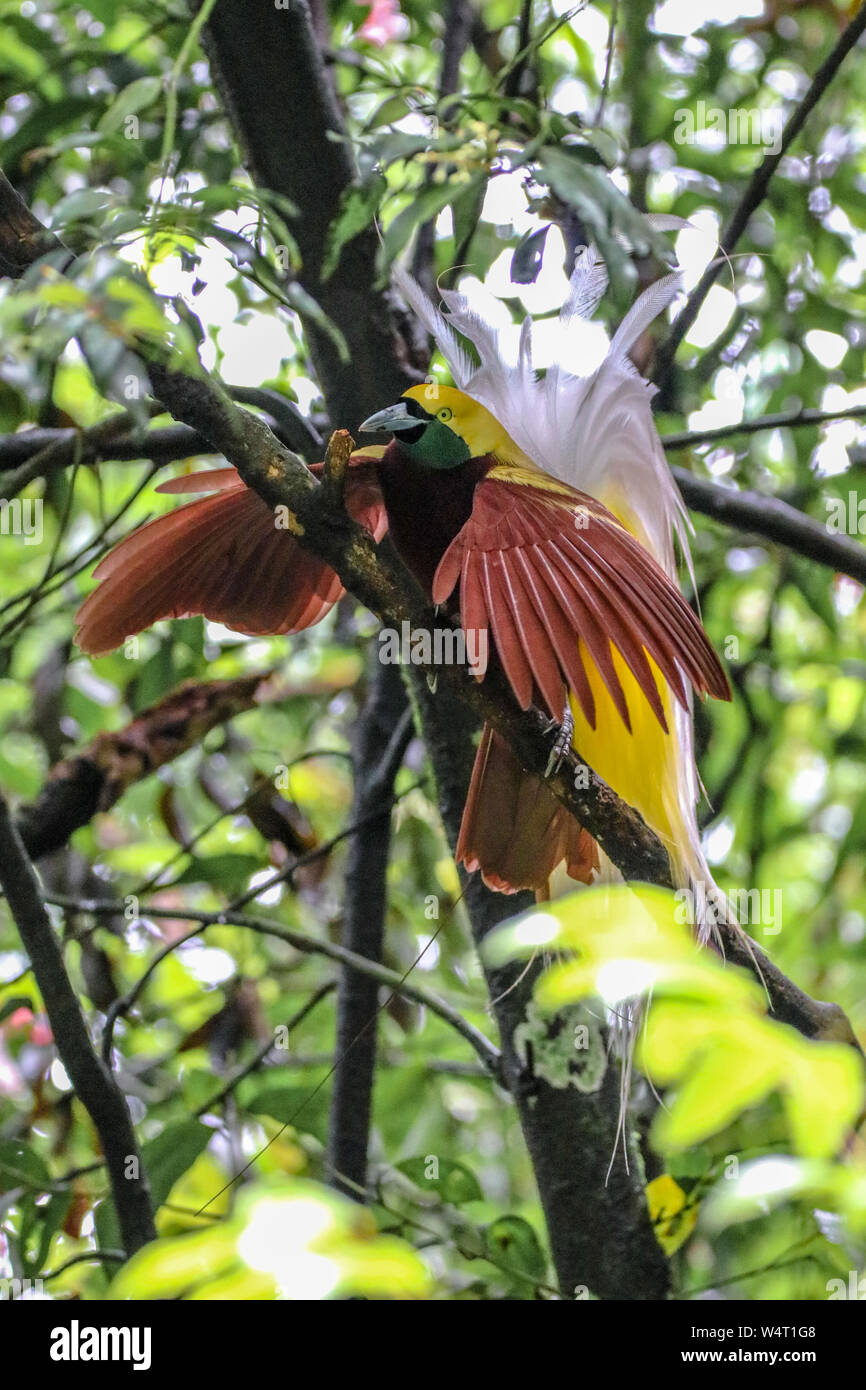 Cendrawasih (bird of paradise) on a branch, Indonesia Stock Photo - Alamy