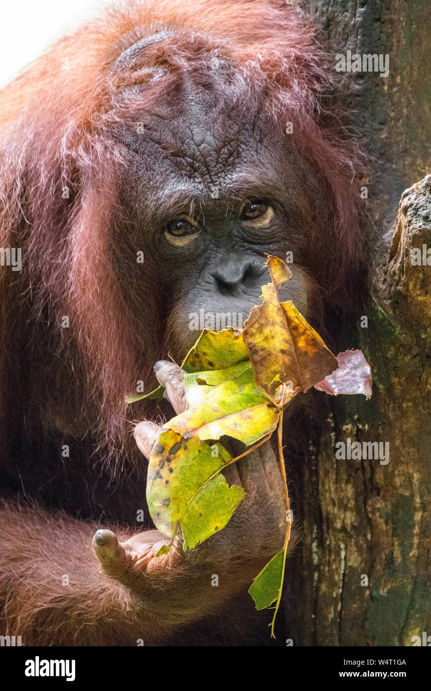 Portrait of an orangutan, Indonesia Stock Photo