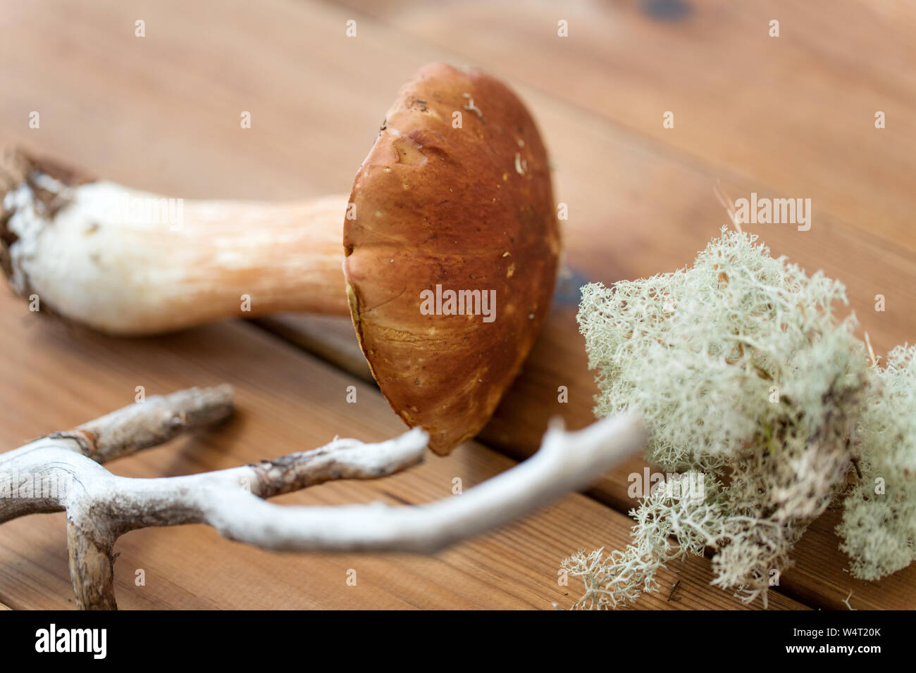 boletus mushrooms, moss, branch and bark on wood Stock Photo