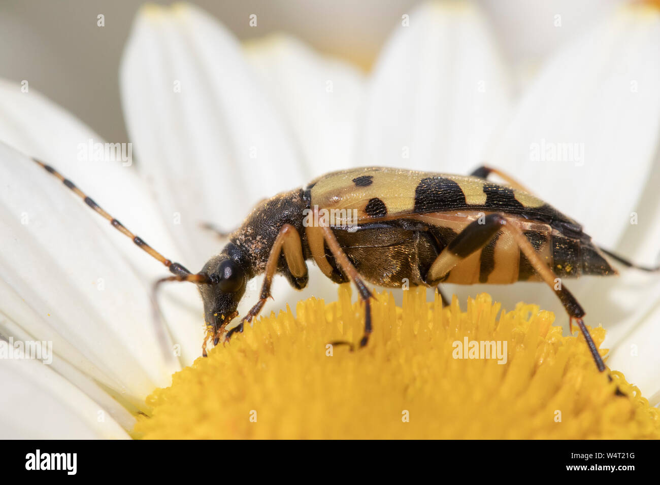Longhorn Beetle (Strangalia maculata) on Anthemis tinctoria ‘E.C.Buxton’ Stock Photo