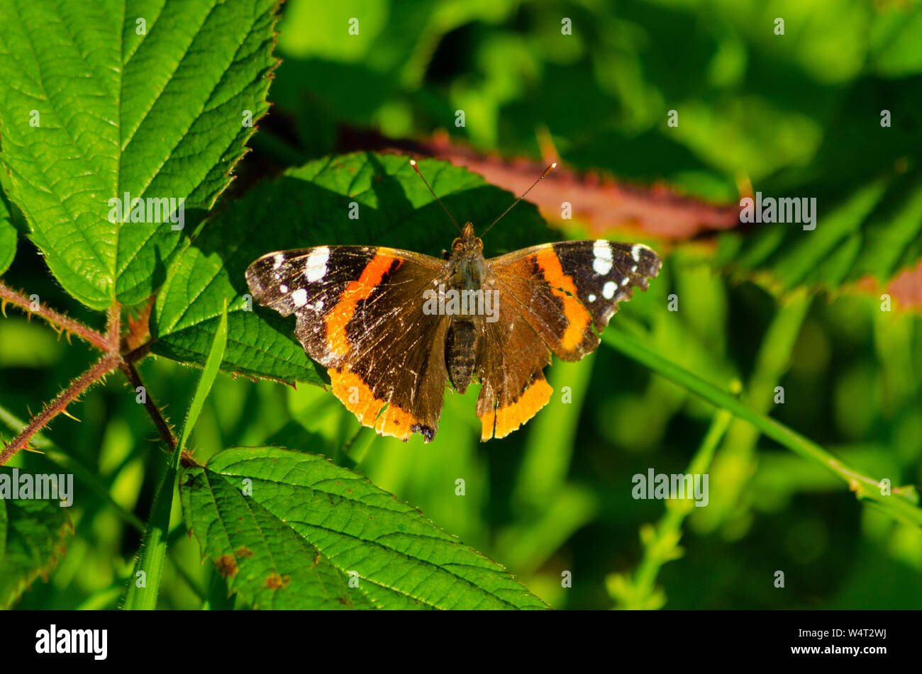 Painted Lady Butterfly ( Vanessa cardui ) Stock Photo