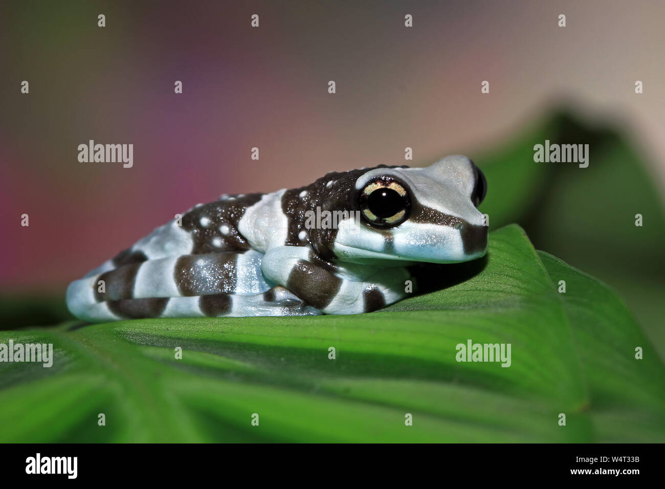 Milk Frog High Resolution Stock Photography and Images - Alamy