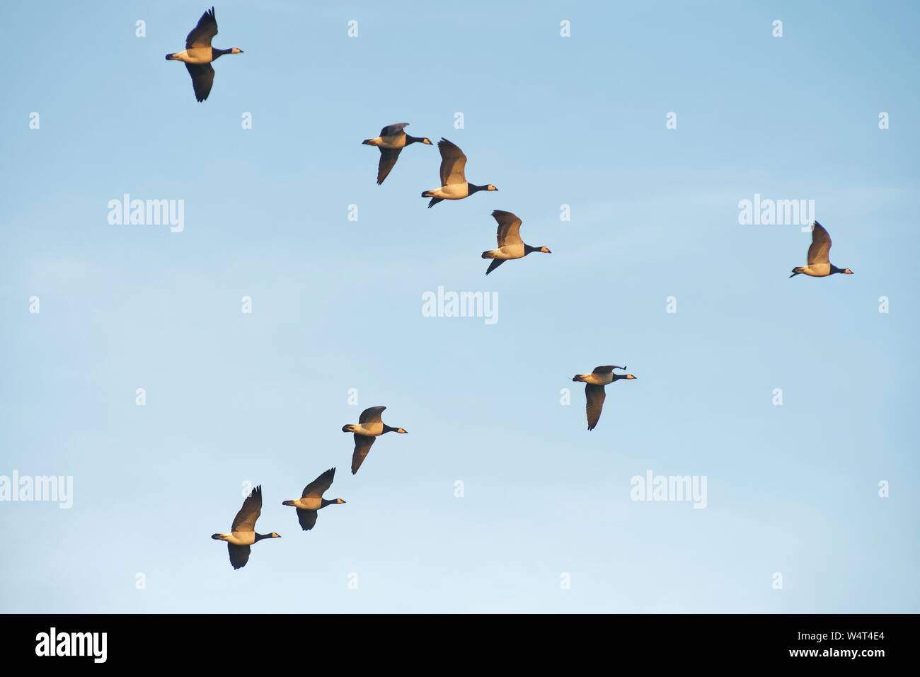 Flock of barnacle geese in flight, East Frisia, Lower Saxony, Germany Stock Photo