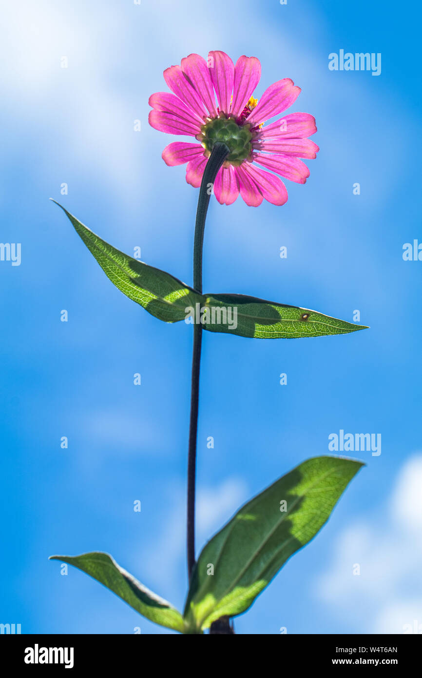Pink flower against a blue sky, Indonesia Stock Photo