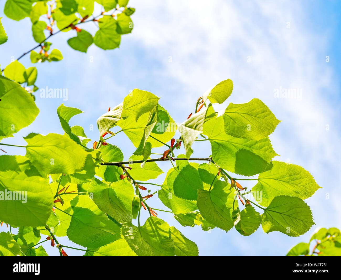 Green lime tree branches against blue sky Stock Photo