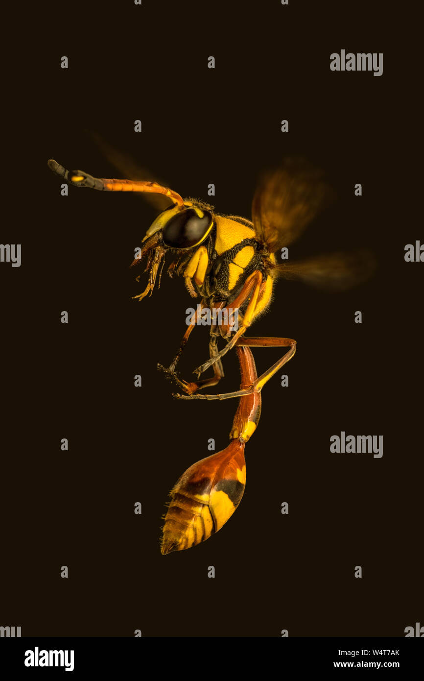 Yellow Jacket Wasp High Resolution Stock Photography and Images Alamy