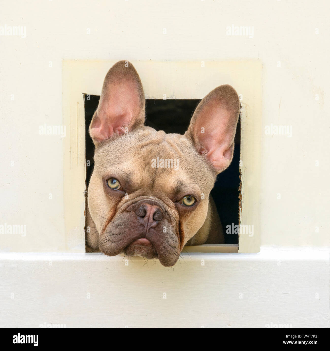 French Bulldog looking through cat flap, United Kingdom Stock Photo