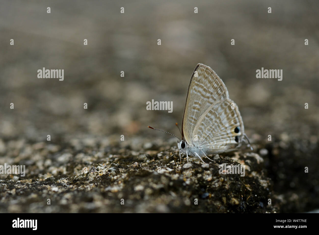 Butterfly on the ground, Indonesia Stock Photo