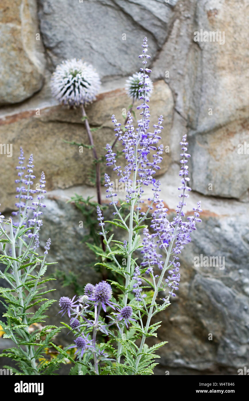 blue flowers in a rural garden - Eryngium Planum Blue Hobbit, Vertical Blue Purple Globe Thistle and Perovskia Blue Spire Stock Photo