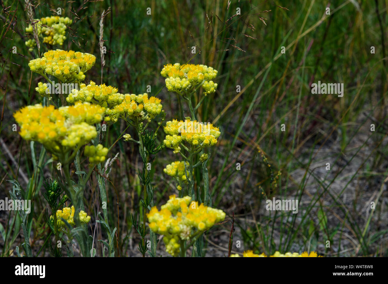 Medicinal herbs: yellow flowers of a Helichrysum sand on the edge of the forest. Close-up Stock Photo