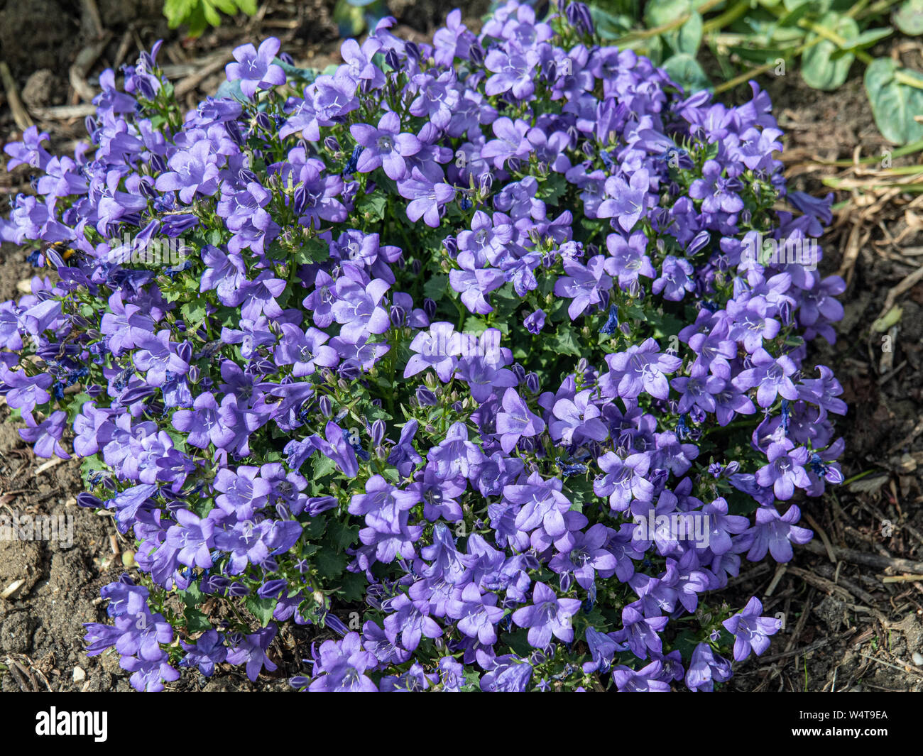 A clump of Campanula Sago in full flower showing the light blue bell shaped flowers Stock Photo