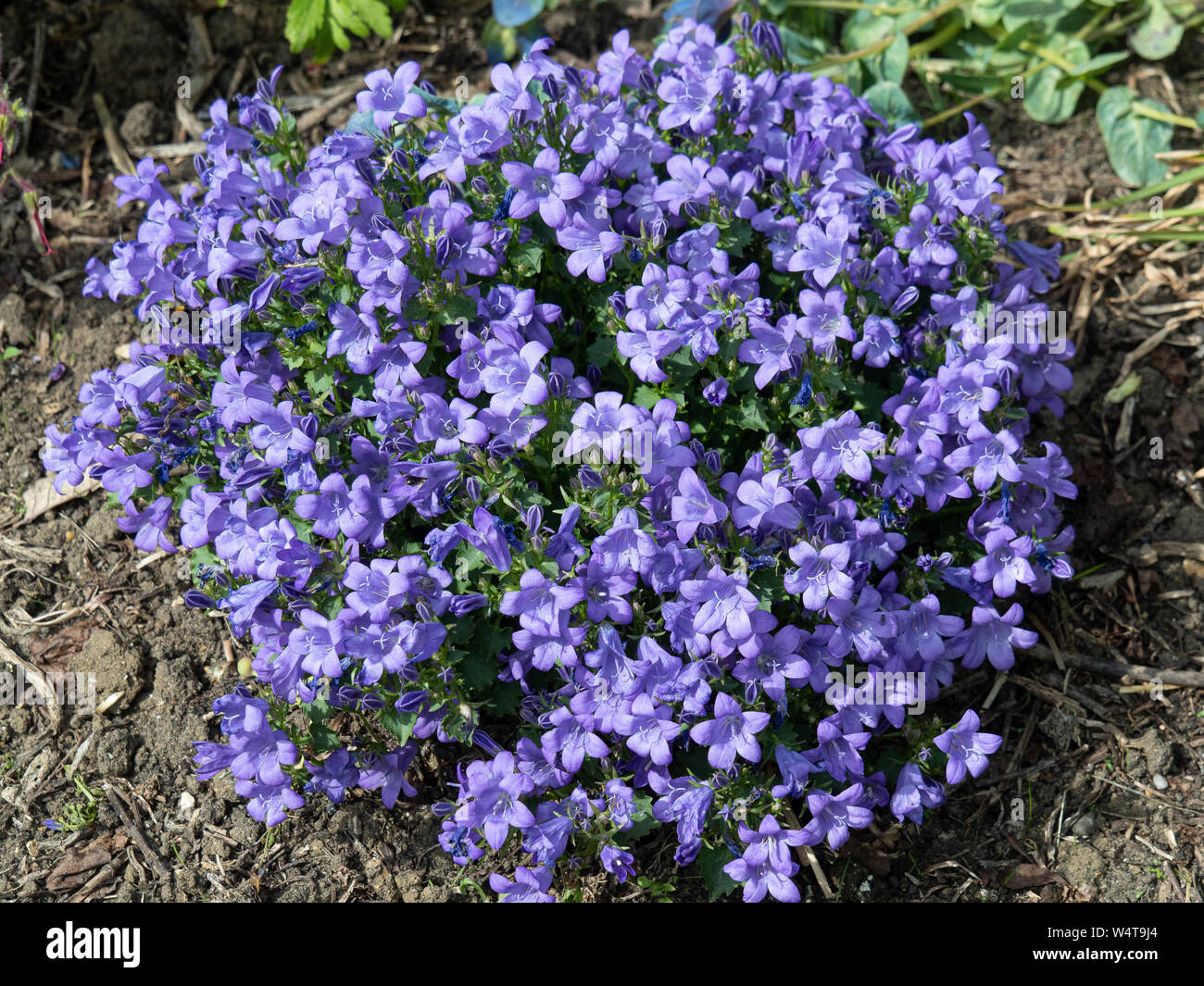 A clump of Campanula Sago in full flower showing the light blue bell shaped flowers Stock Photo