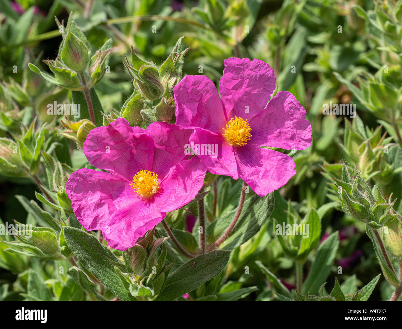 A pair of deep pink flowers on Cistus Sunset Stock Photo