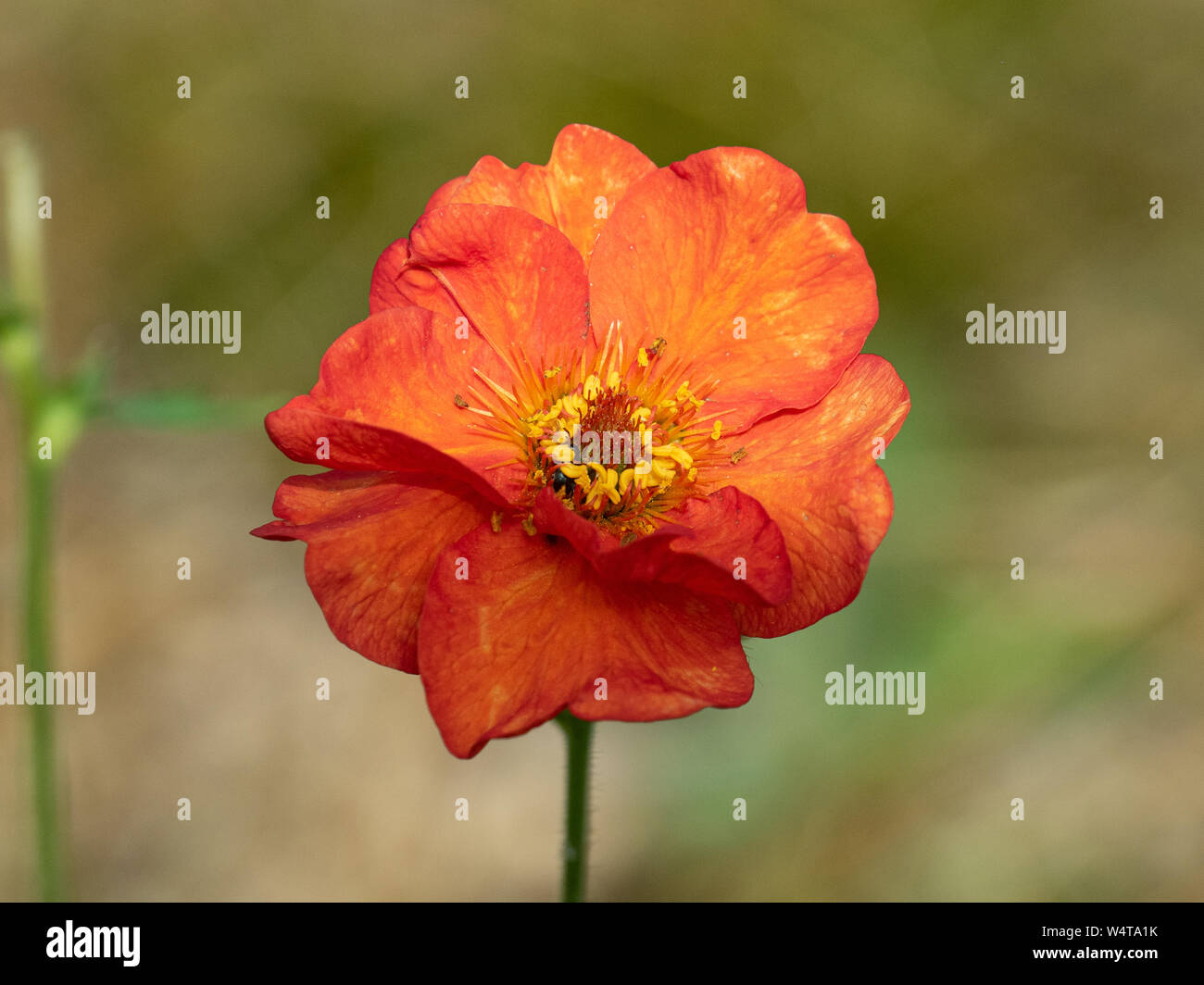 A single semi double flower of the Geum Mrs Bradshaw Stock Photo