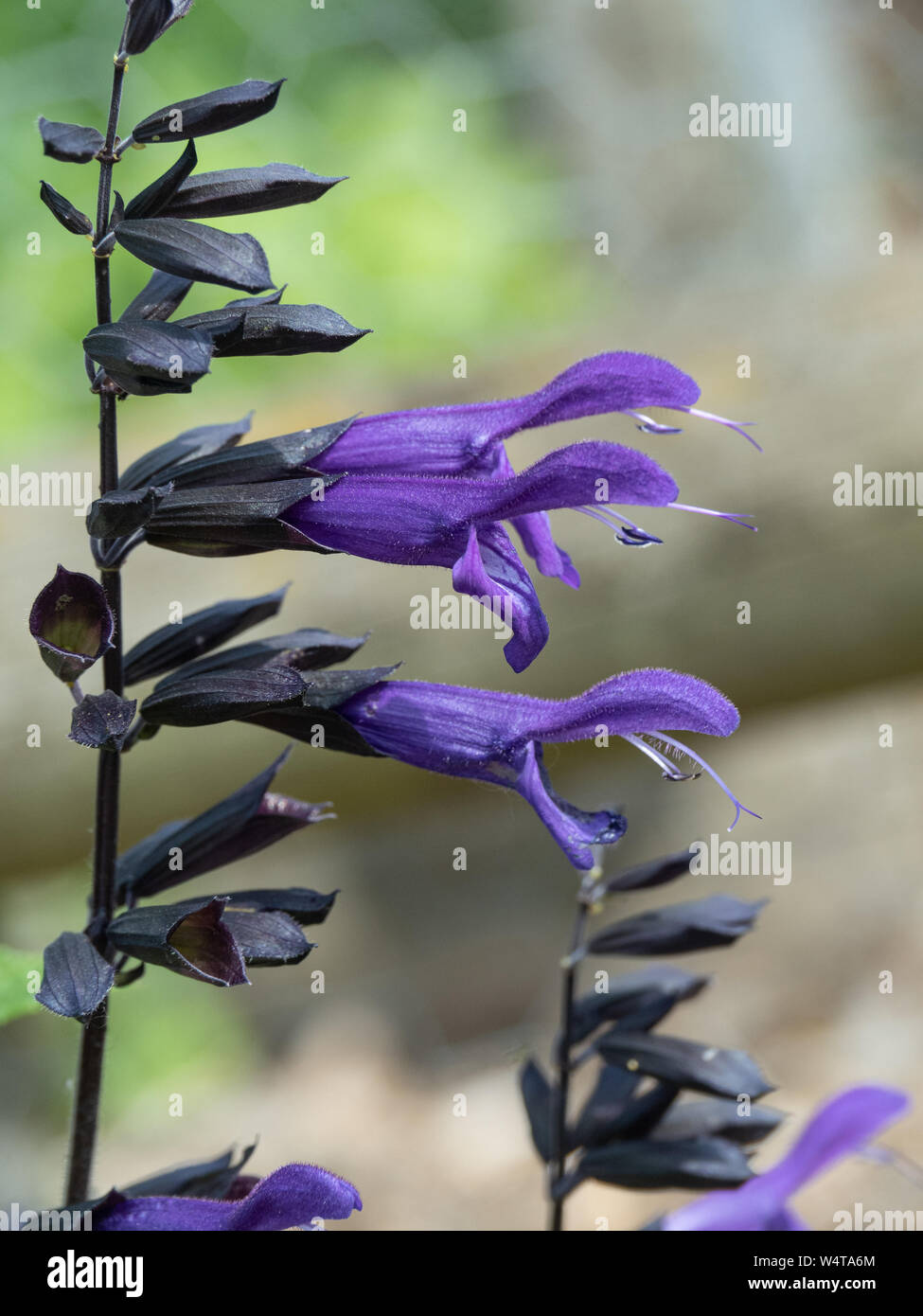 A close up of 2 deep purple flowers of Salvia Amistad Stock Photo