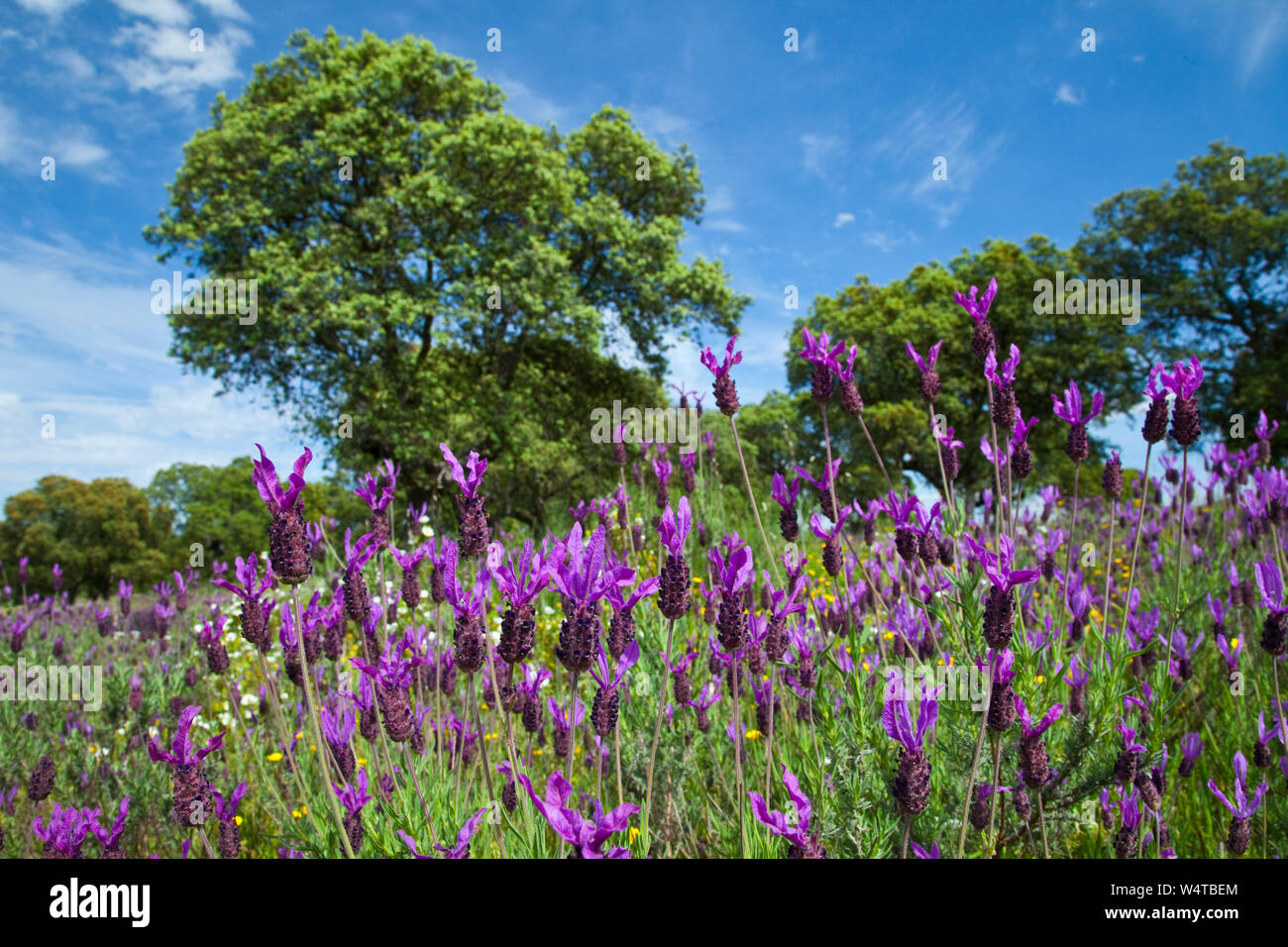 Flores De Cantueso O Lavanda Dehesa En Primavera Extremadura Espa a 
