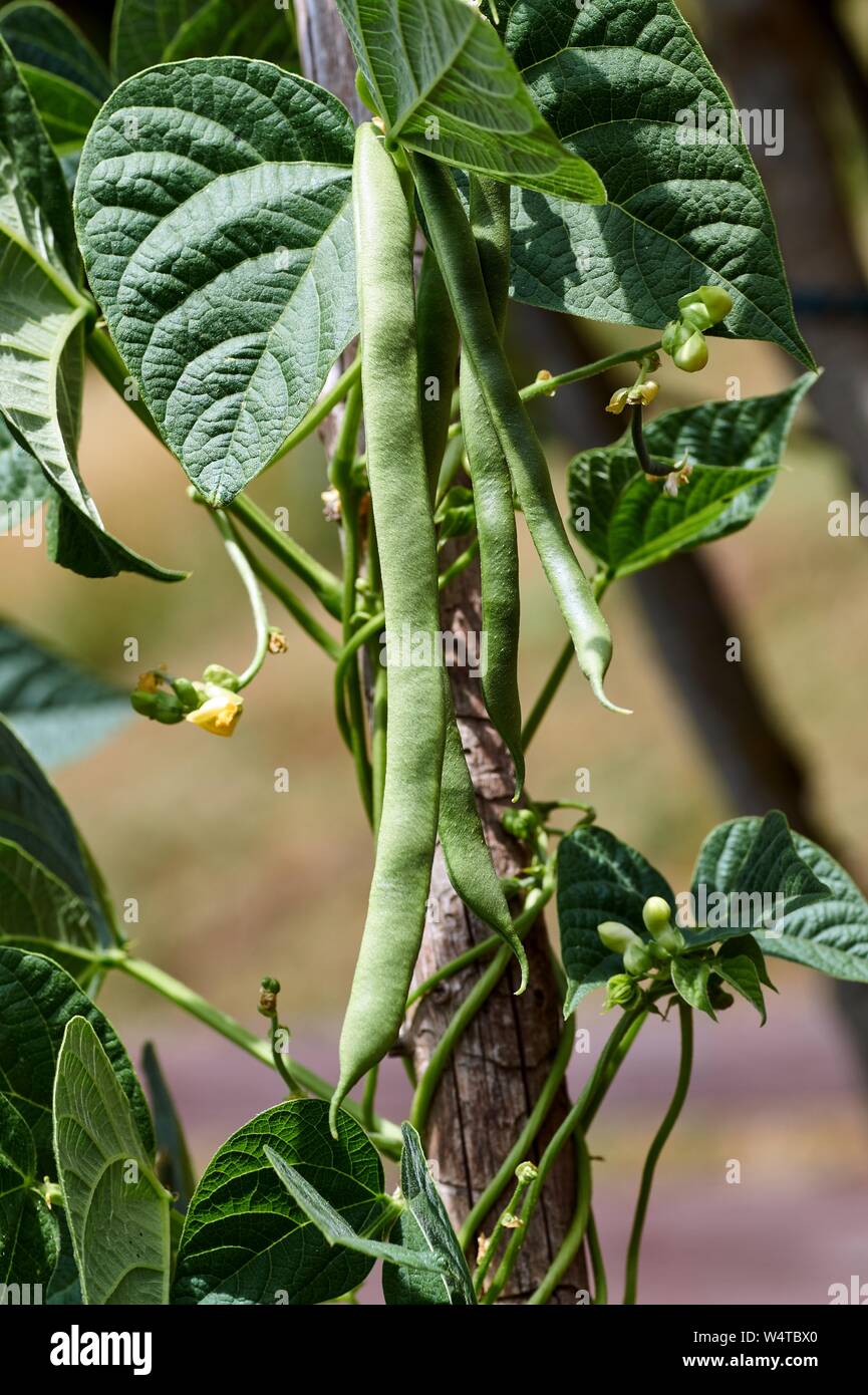 Kidney Bean Plant Garden High Resolution Stock Photography and Images