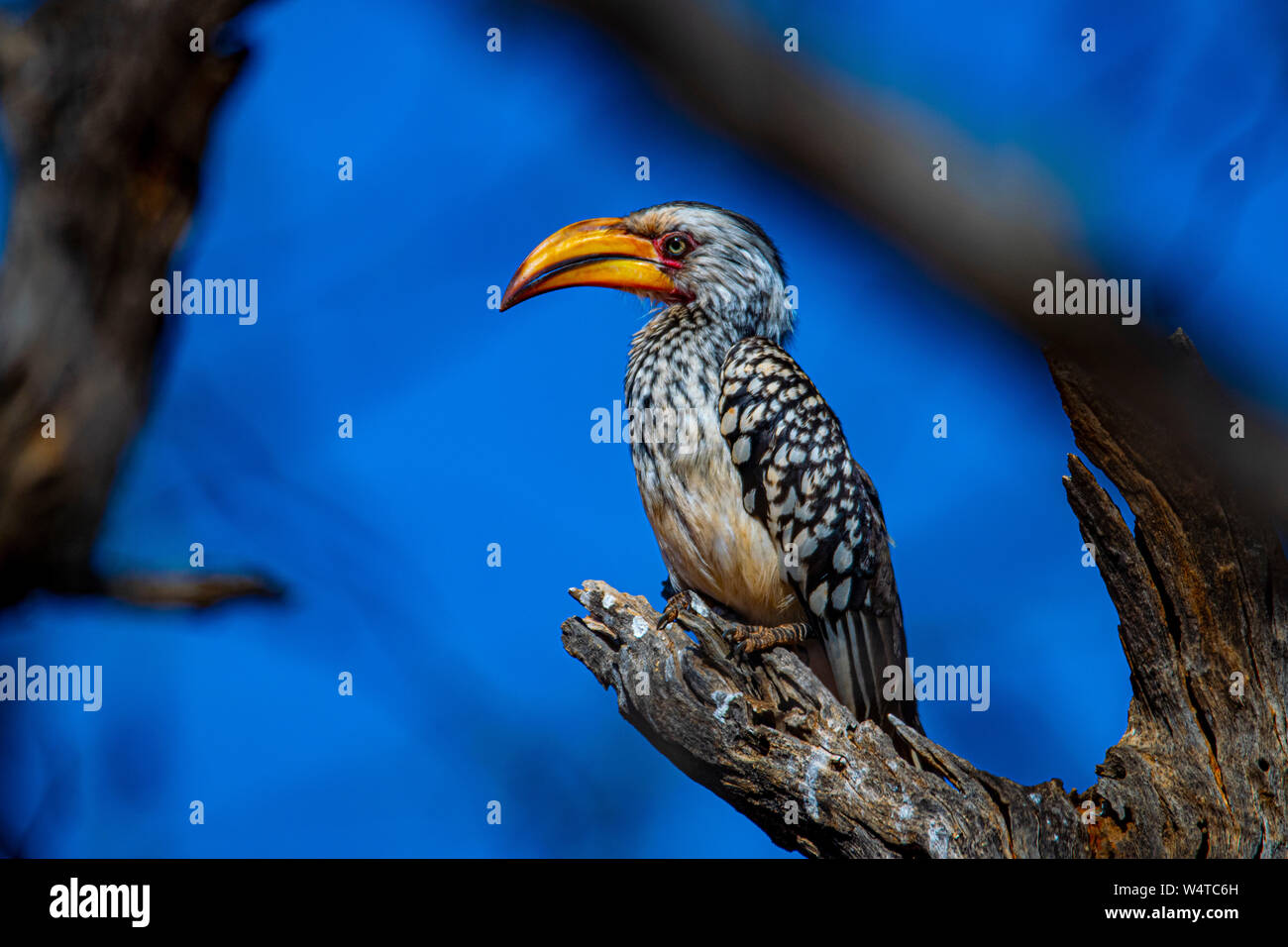 Southern Yellow Hornbill Stock Photo
