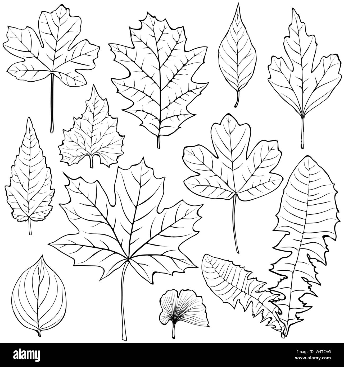 Vector leaves silhouette set Stock Vector Image & Art - Alamy