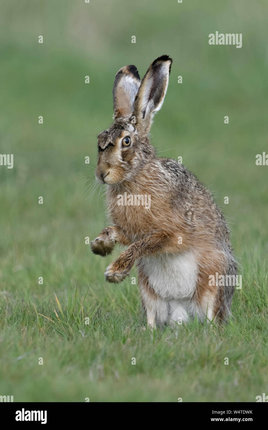 Brown Hare / European Hare / Feldhase ( Lepus europaeus ) sitting on hind legs, shadow boxing with front paws, wildlife, Europe. Stock Photo