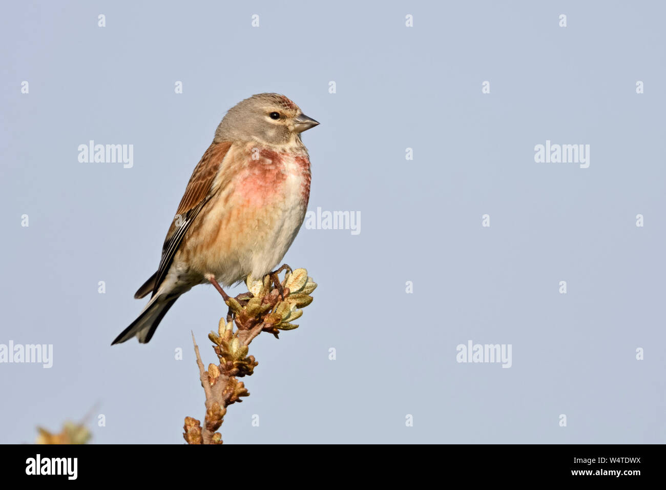 Common Linnet / Bluthänfling ( Carduelis cannabina ), male bird in breeding dress, perched on top of seabuckthorn, wildlife, Europe. Stock Photo