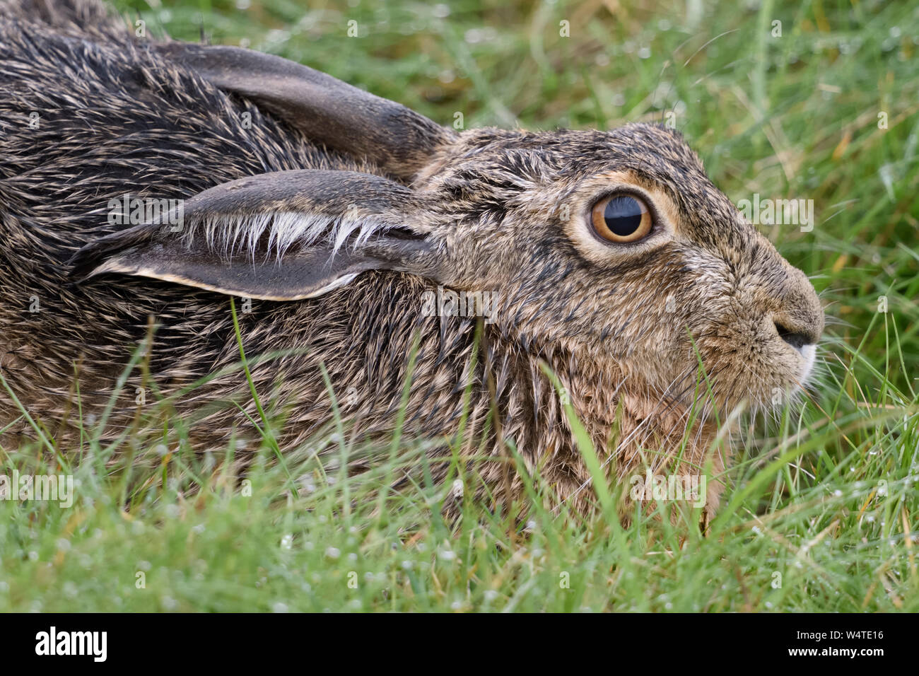 Brown Hare / European Hare / Feldhase ( Lepus europaeus ) Lying / resting in meadow, relaxed, very detailed close up, wildlife, Europe. Stock Photo