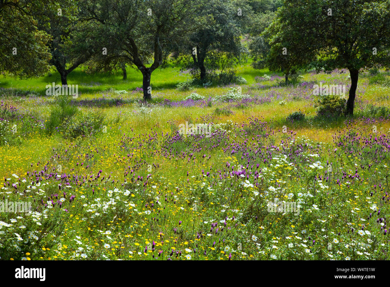 Primavera flora españa hi-res stock photography and images - Alamy
