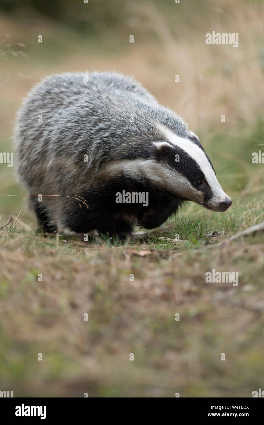 European Badger / Europaeischer Dachs ( Meles meles ), adult animal, walking along a typical badger's path, comes closer, frontal shot, Europe. Stock Photo