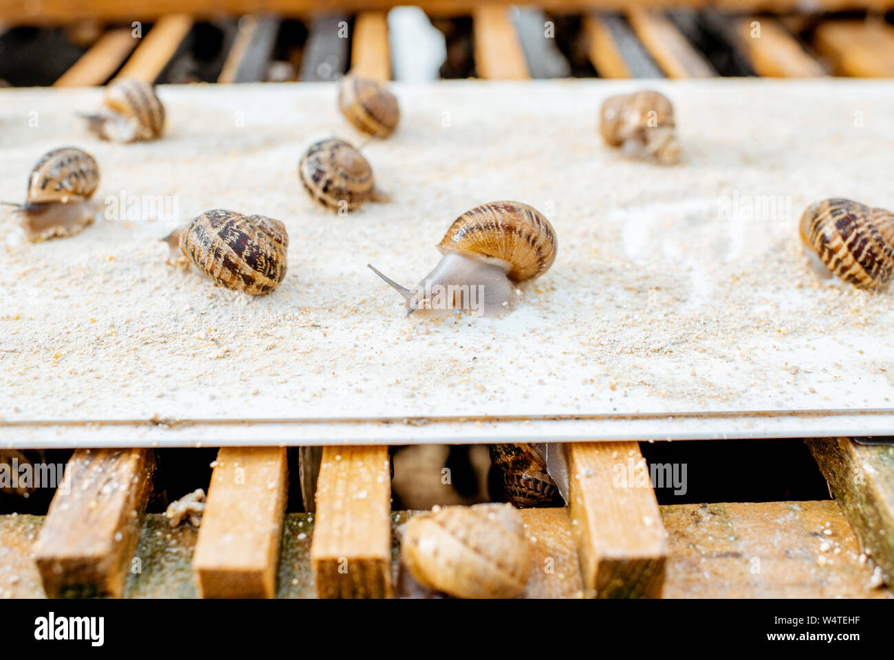 Lots of snails on a special shelves with feed on a farm for snails