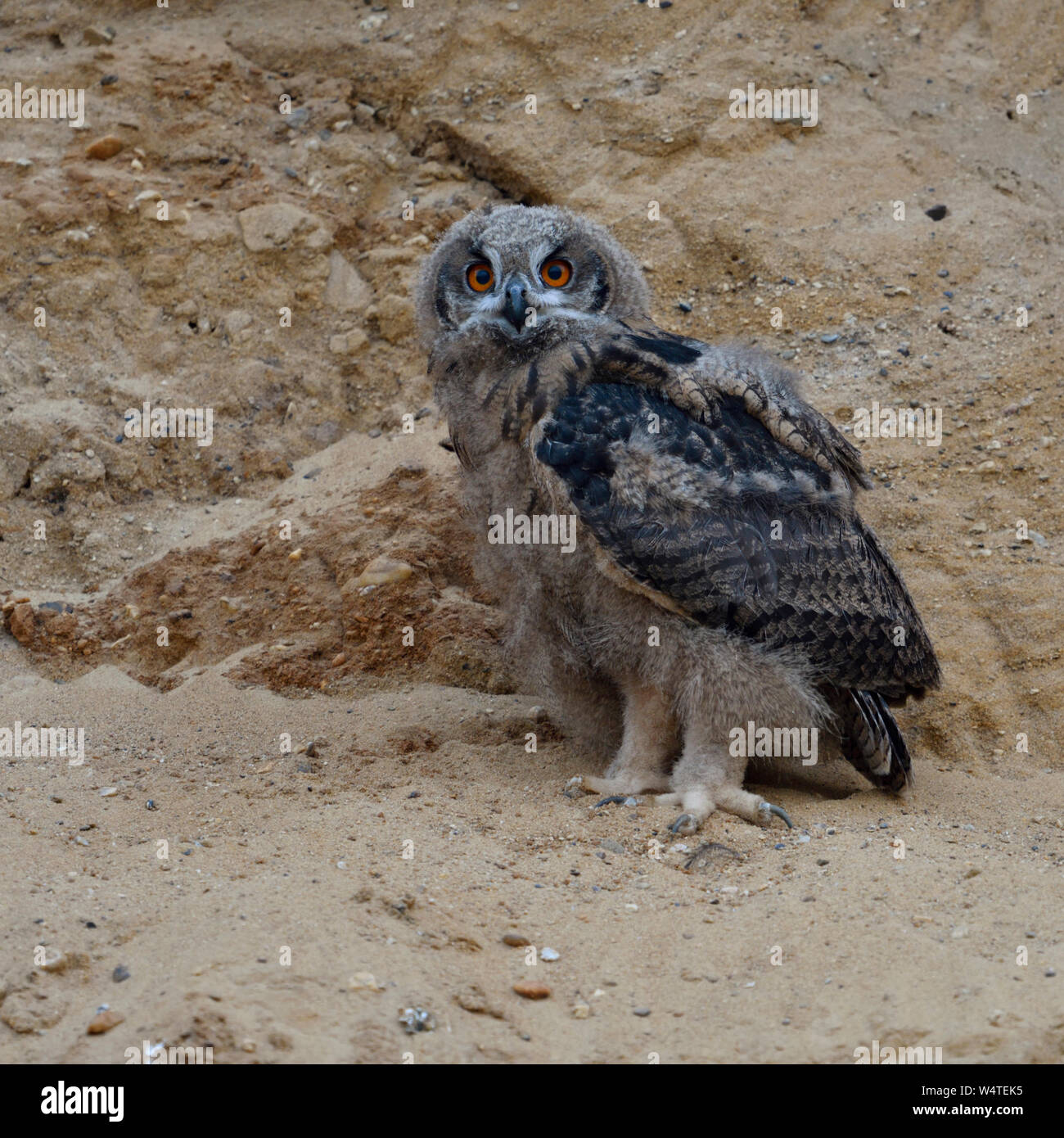 Eurasian Eagle Owl / Europaeischer Uhu ( Bubo bubo ), young chick, owlet standing in the wall of a sand pit, moulting plumage, wildlife, Europe. Stock Photo