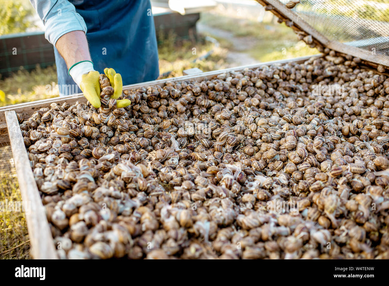 Farmer taking fresh snails from the nets for cooking on a farm outdoors
