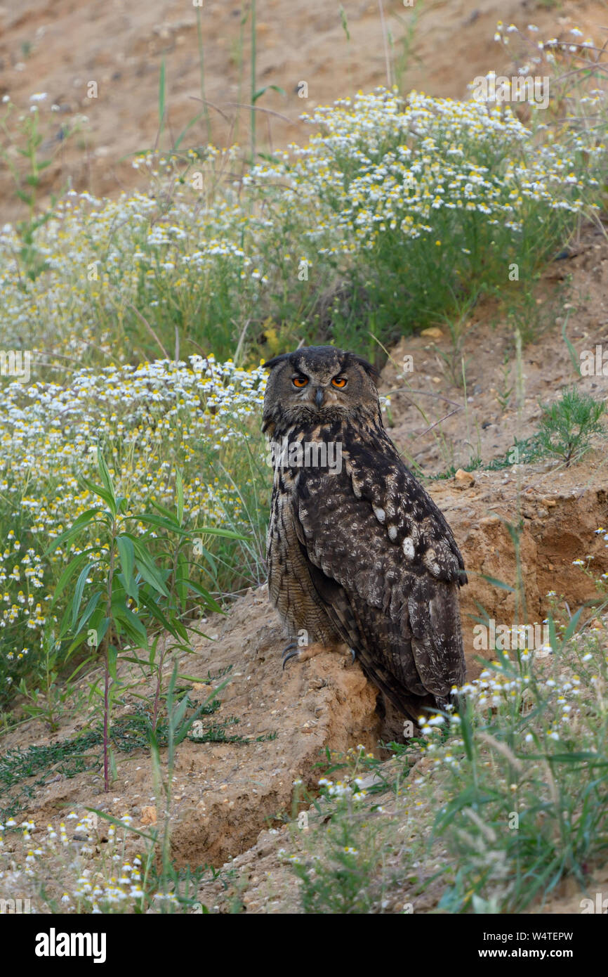 Eurasian Eagle Owl / Europaeischer Uhu ( Bubo bubo ), adult, sits between blossoming flowers in a slope of a sand pit, watching, wildlife, Europe. Stock Photo