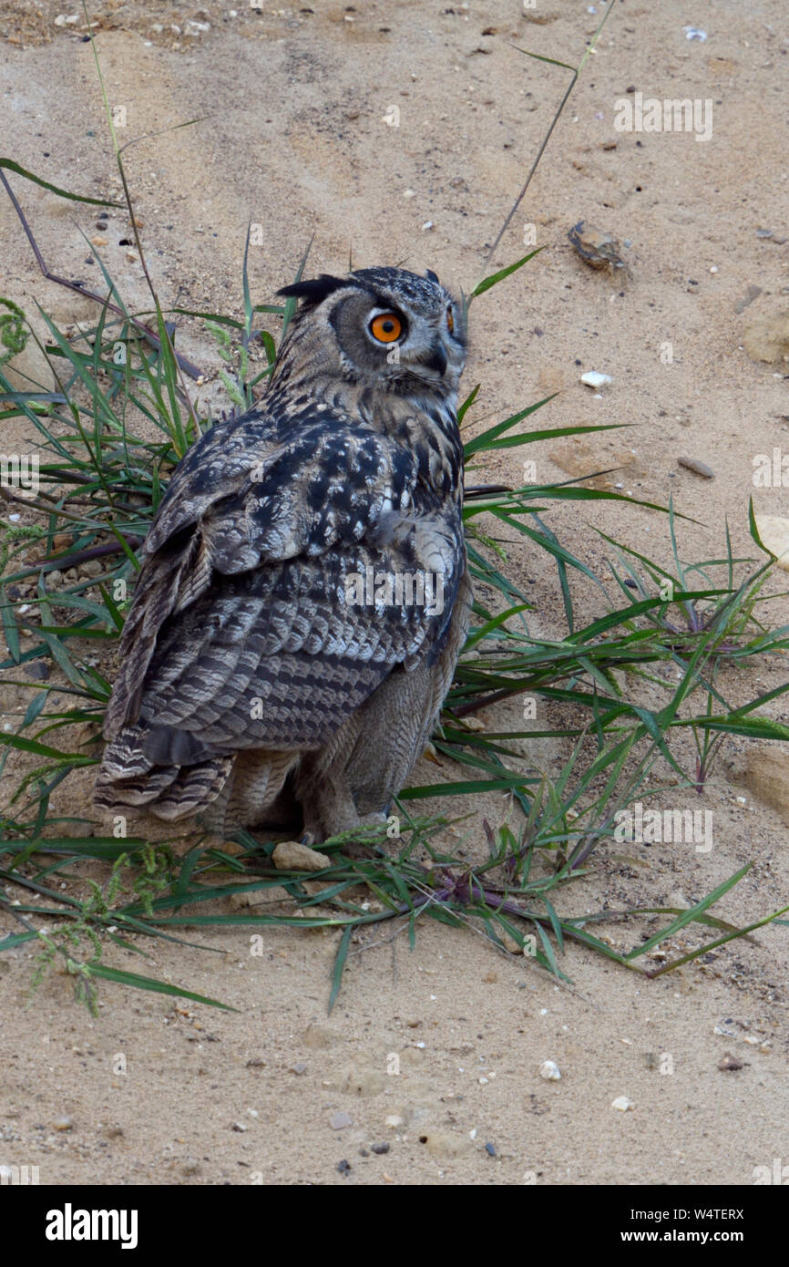 Eurasian Eagle Owl / Europäischer Uhu ( Bubo bubo ) young bird, perched on grass in the slope of a sand pit, watching for something, wildlife, Europe. Stock Photo