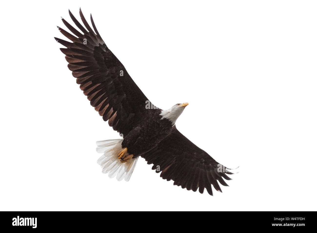 Wings spread wide open, a bald eagle drifts across a white background Stock Photo