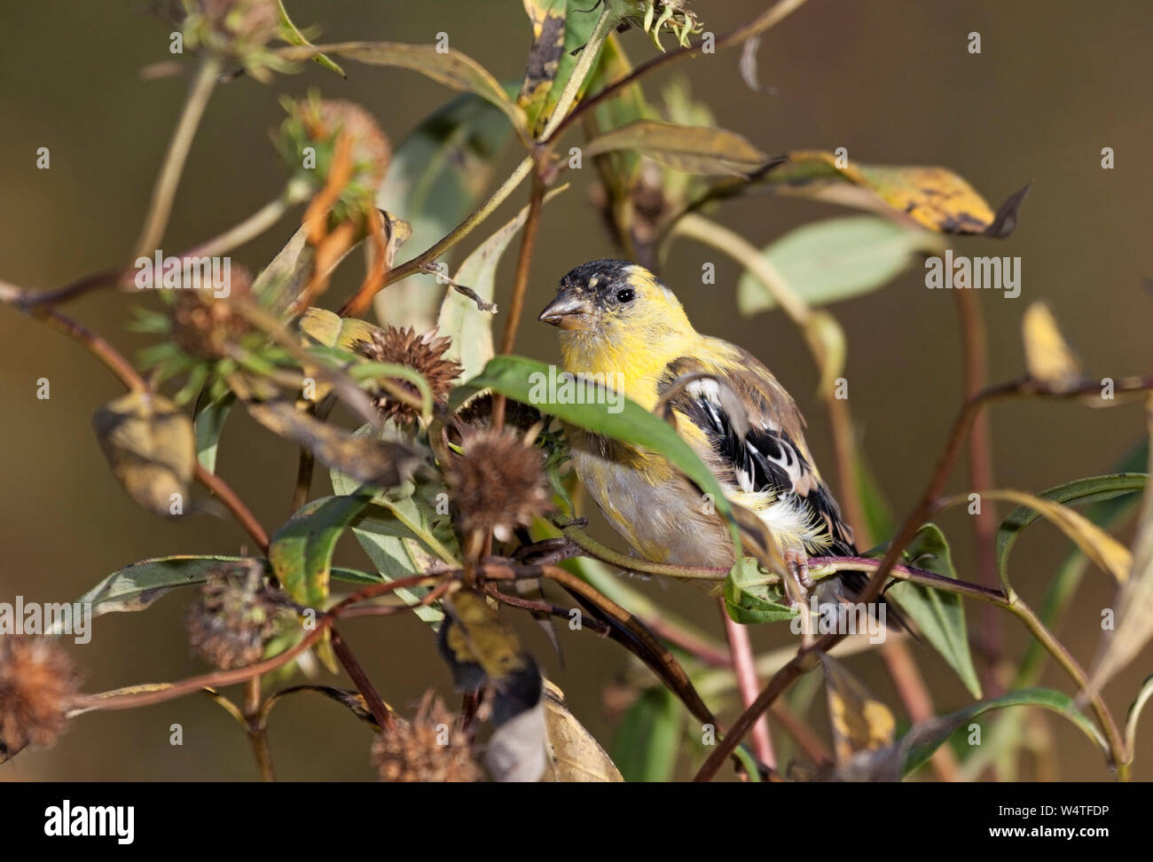 A goldfinch hids in a patch of intertwined dying sunflowers while eating its seeds. Stock Photo
