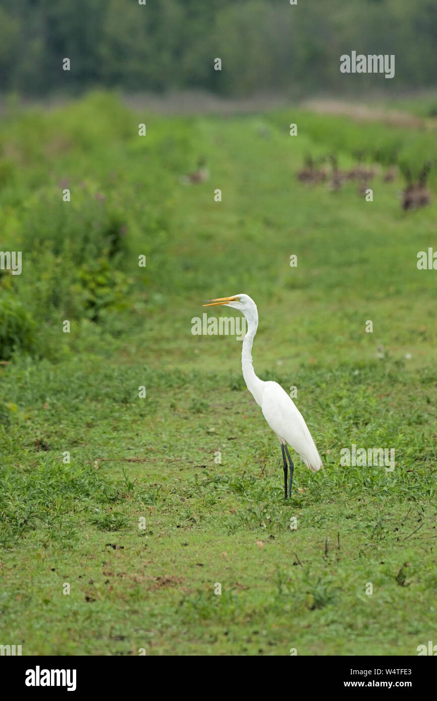 A great egret stands still on a green levee while several geese run away. Stock Photo