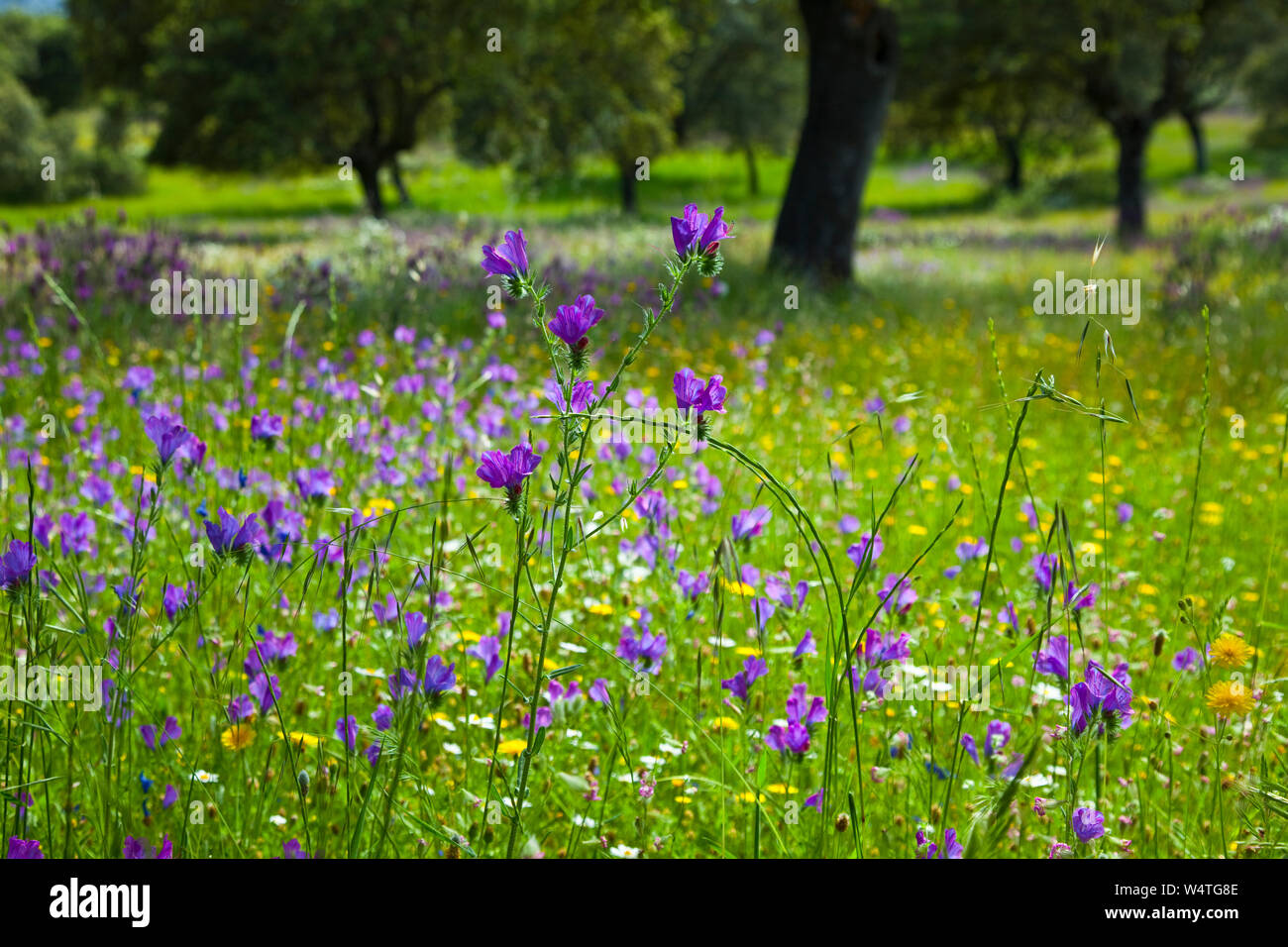 Primavera flora españa hi-res stock photography and images - Alamy