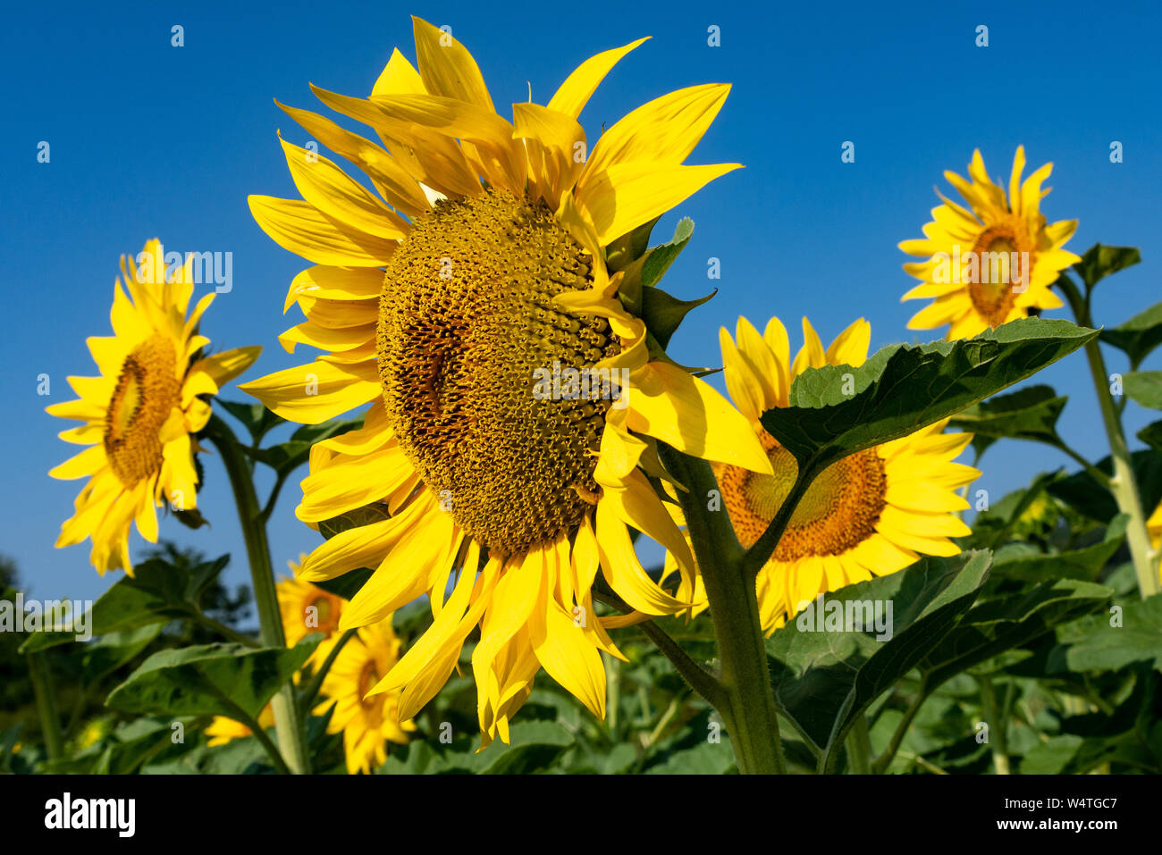 Flowering sunflower against a blue sky background. Closeup. Stock Photo