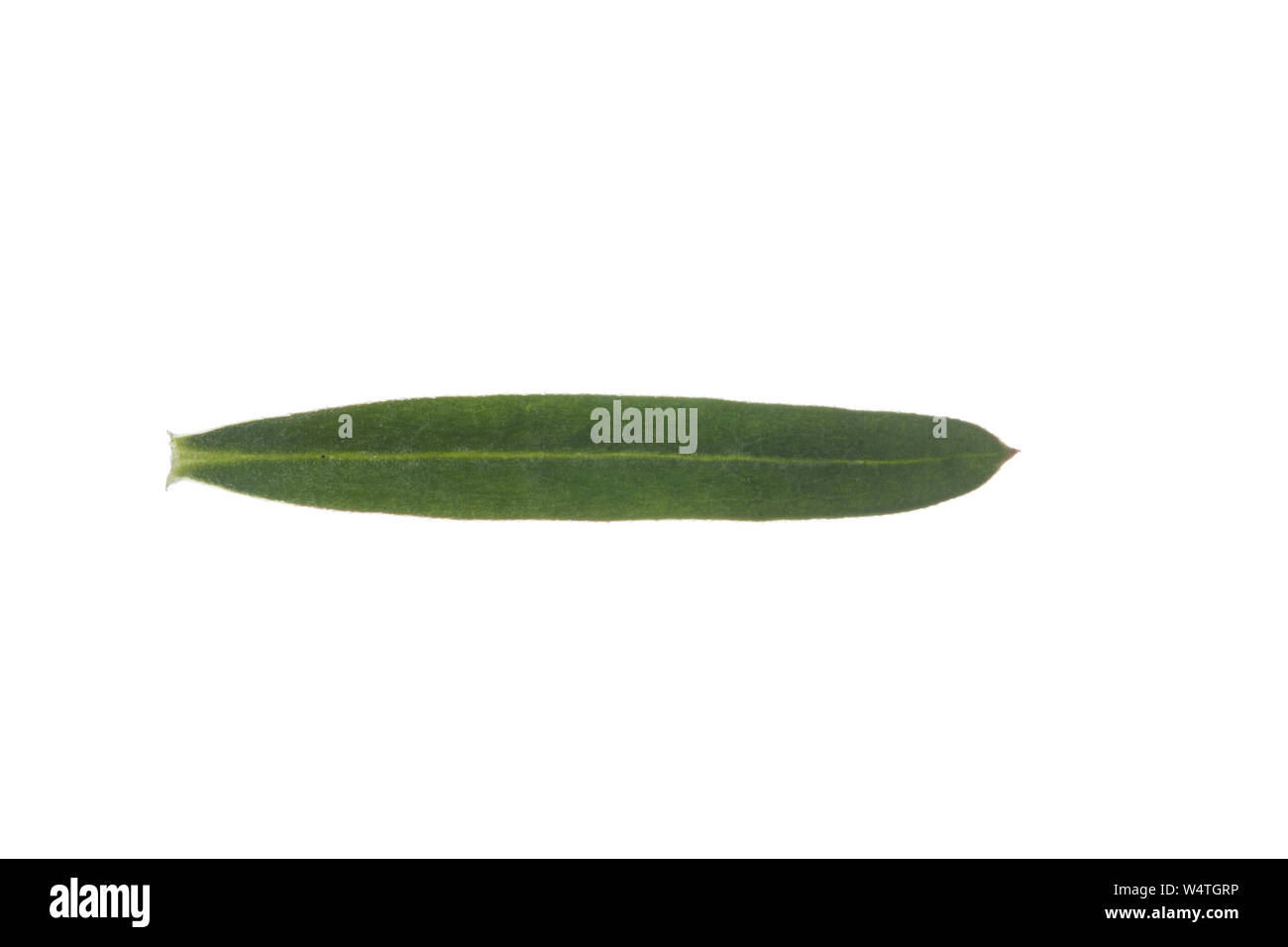 Wiesen Labkraut Kleinblutiges Wiesen Labkraut Wiesenlabkraut Gemeines Labkraut Klein Wiesen Labkraut Galium Mollugo Hedge Bedstraw False Baby S Stock Photo Alamy