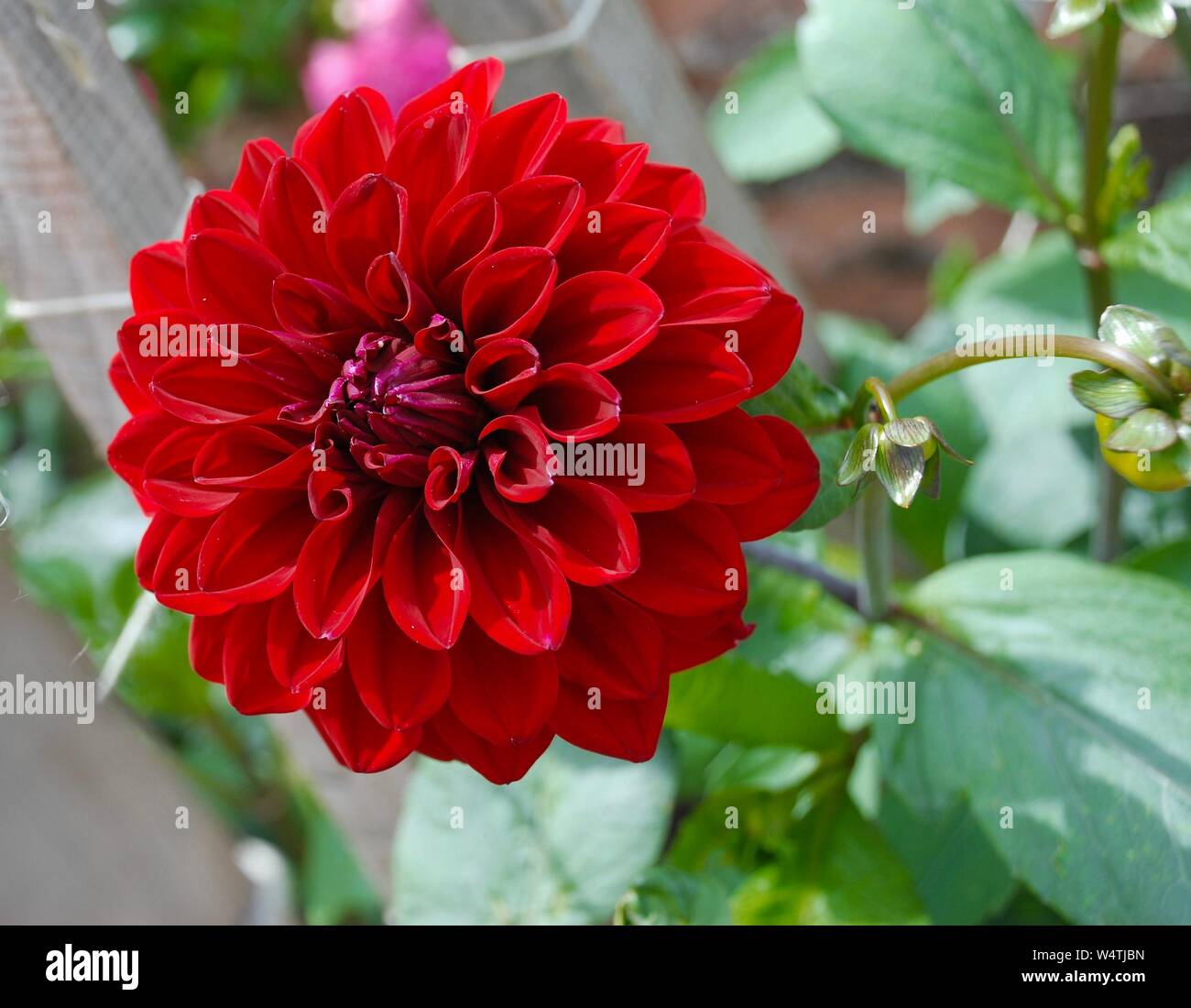 Red dahlia with green foliage, Dunster Castle Gardens, Dunster, Somerset, England, UK Stock Photo