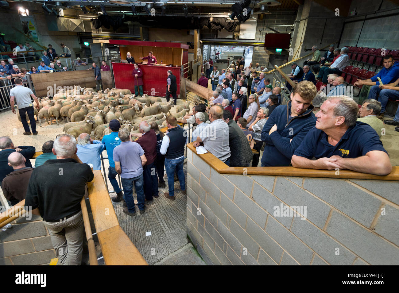 Summer sale of store lambs, Skipton Auction Mart, North Yorkshire Stock