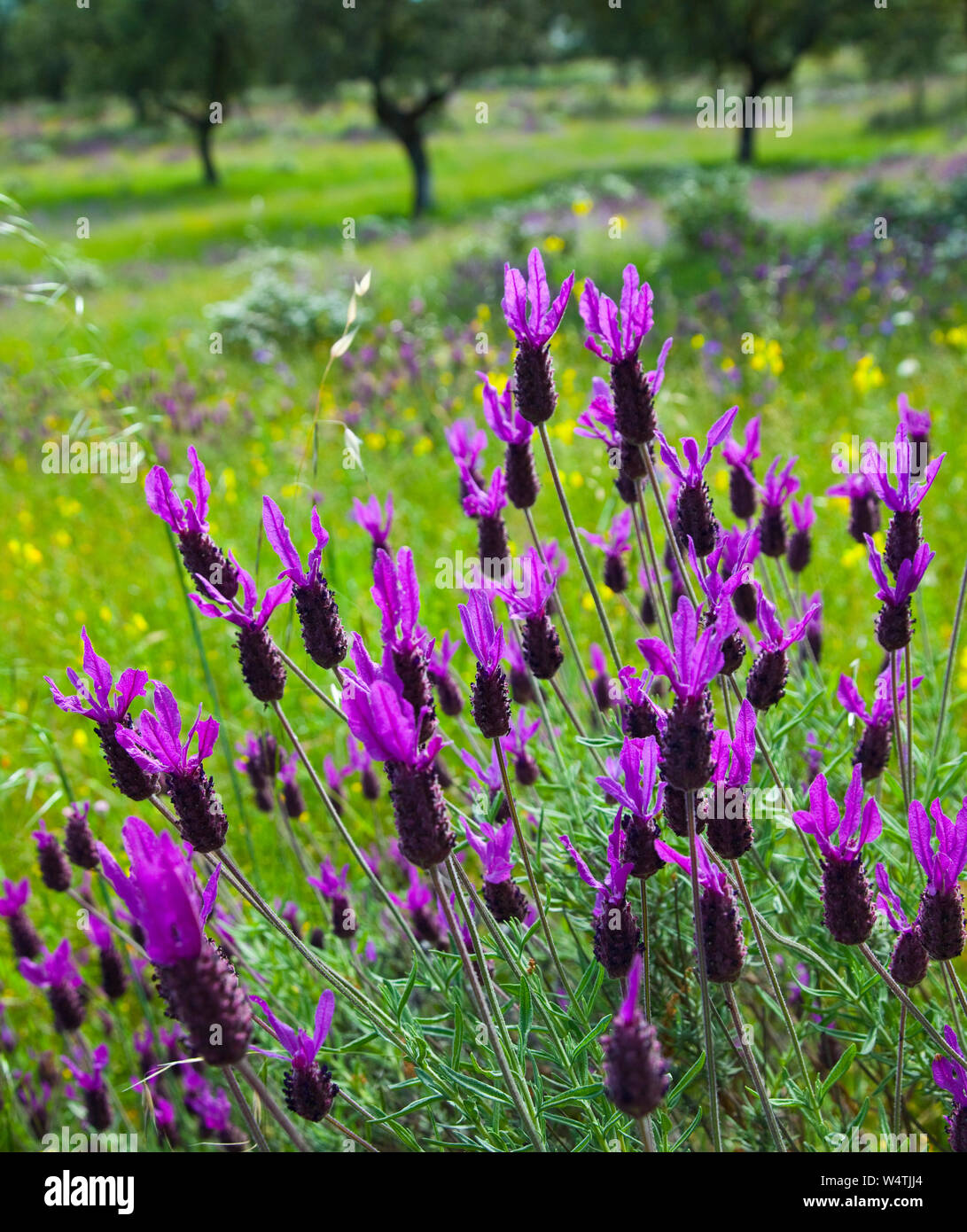 Flores De Cantueso O Lavanda Dehesa En Primavera Extremadura Espa a 