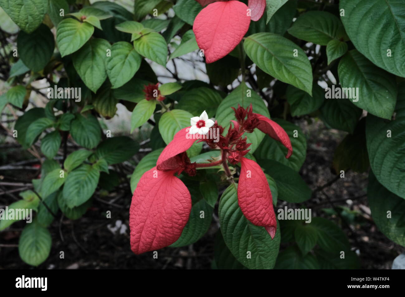 A white flower with red leaves among green leaves. Mussaenda. Stock Photo