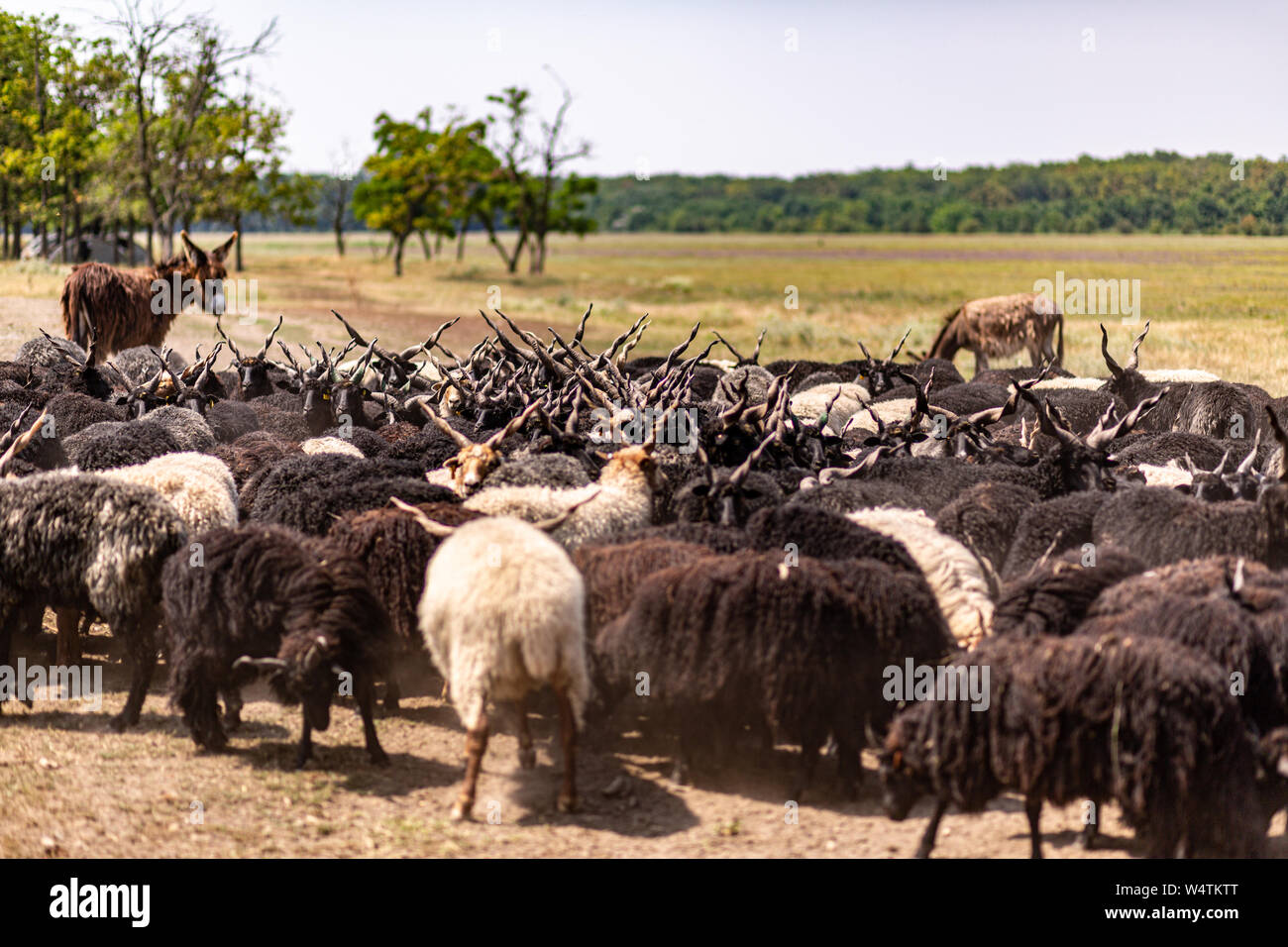 Flock of traditional 'racka' sheep and donkeys in rural Hungary Stock Photo